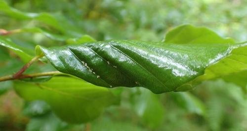Réf. 261 951 : Phyllaphis fagi